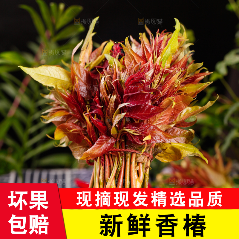 手里拿着香椿