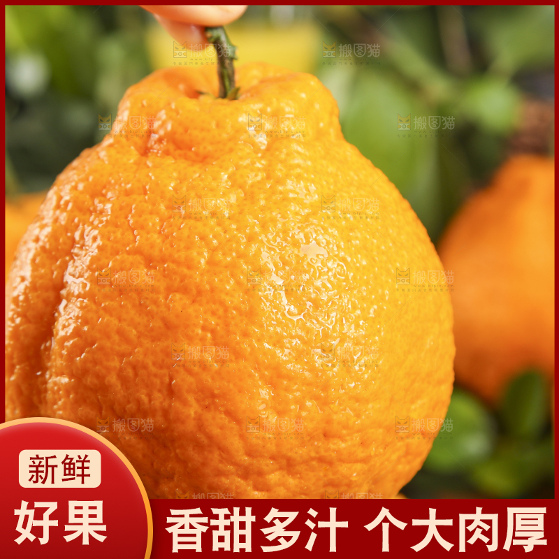 手里拿着不知火柑橘