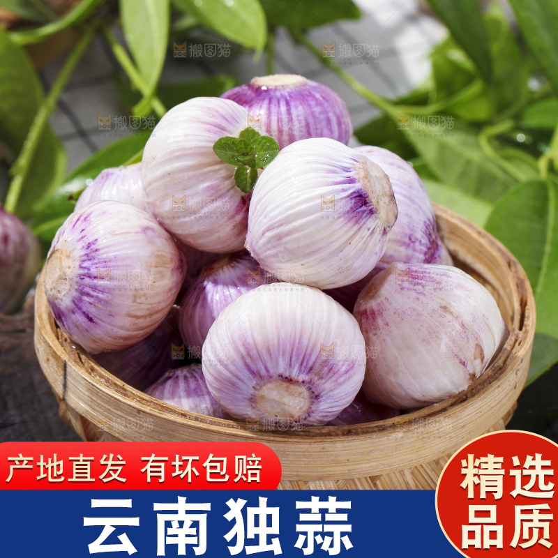 篮子里装着紫皮独蒜
