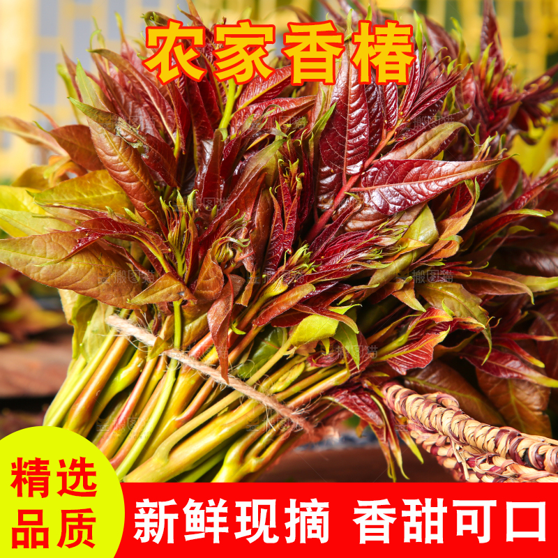 木底上摆放着秦岭香椿