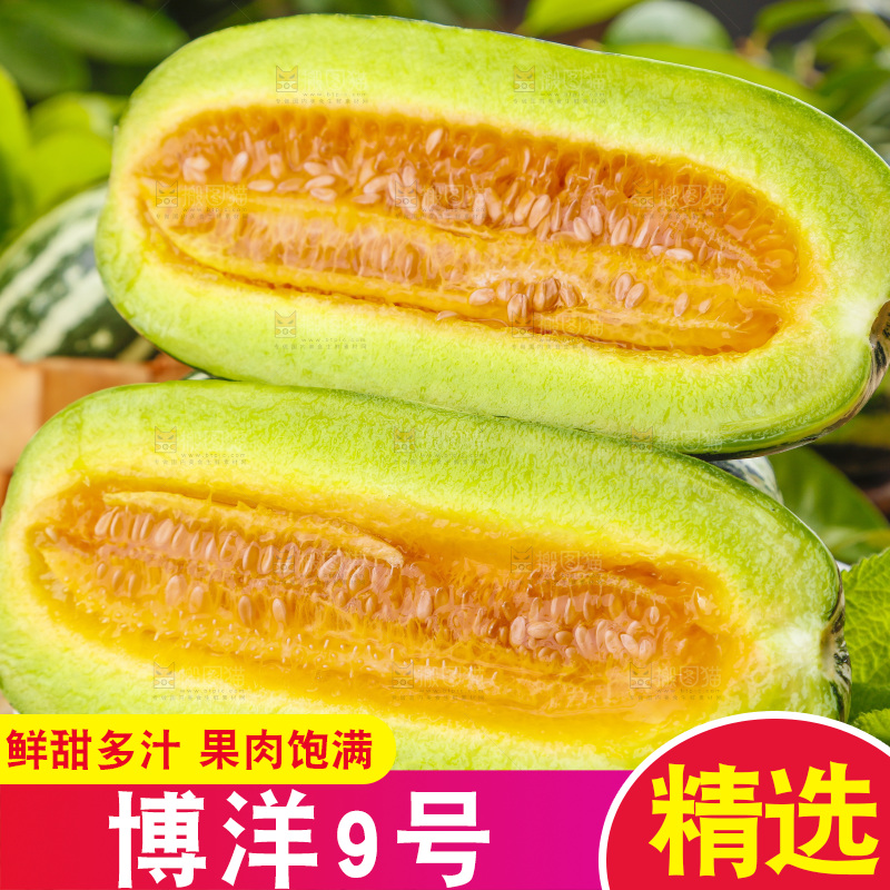 盘子里装着新鲜博洋9号甜瓜