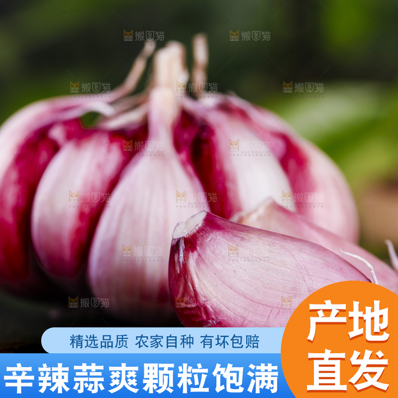 黑底上放着紫皮鲜蒜