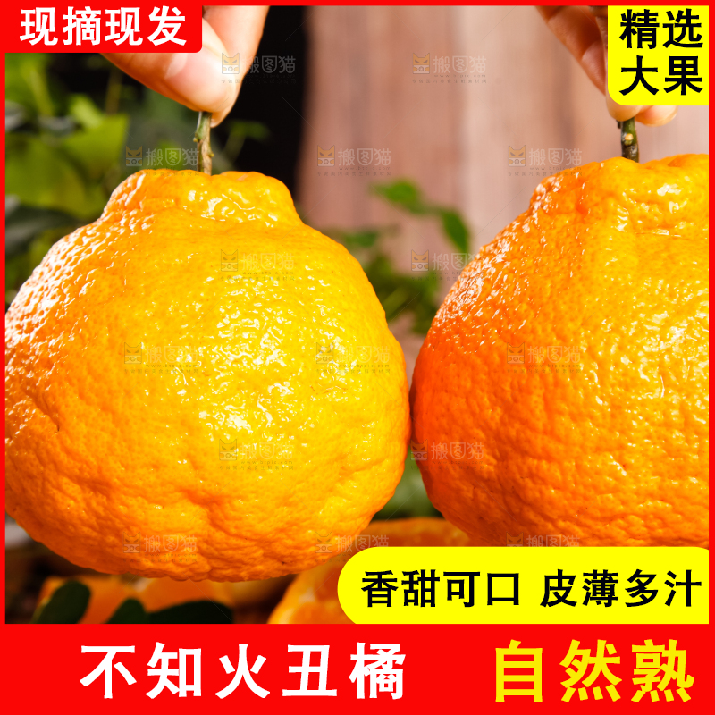 手里拿着不知火丑橘