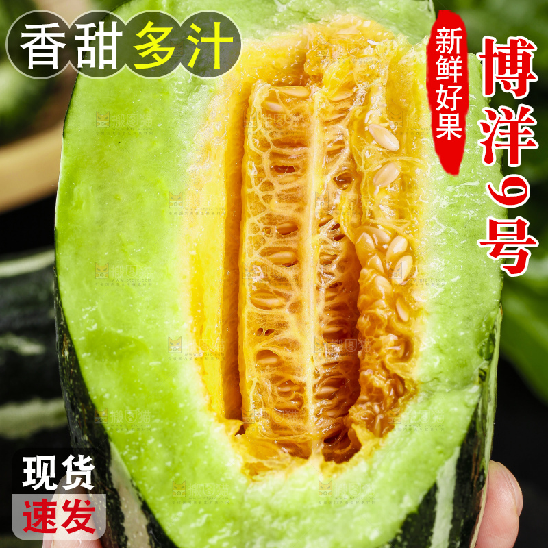 手里拿着博洋9号