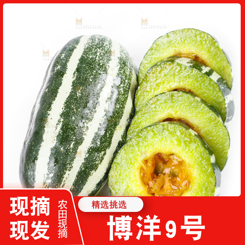白底上放着山东博洋9号甜瓜