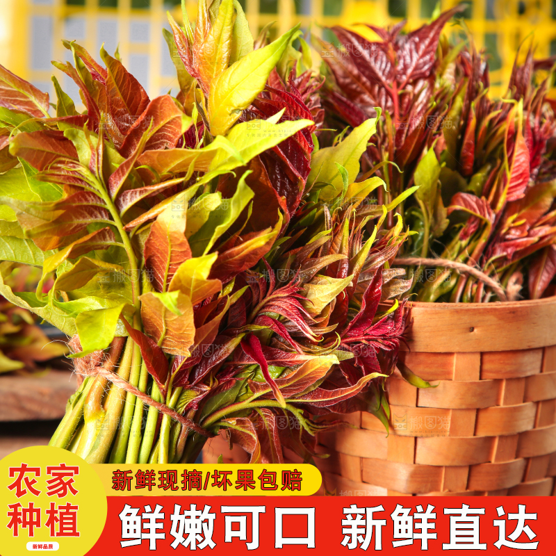 篮子里装着香椿芽