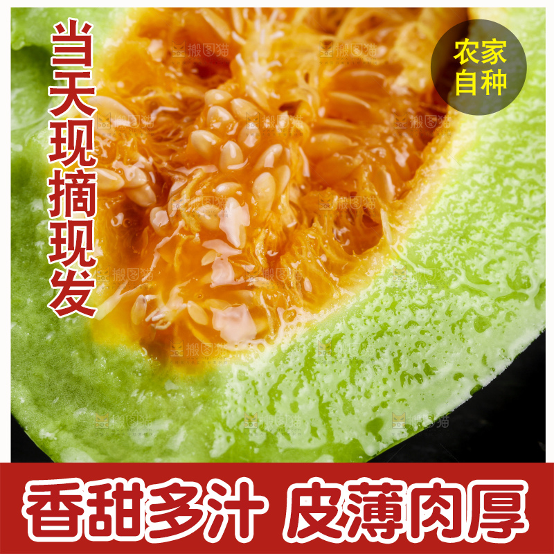 黑底上放着山东博洋9号甜瓜