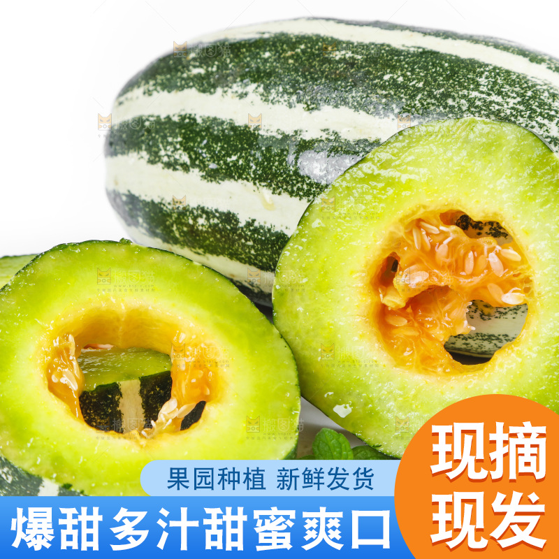 白底上放着山东博洋9号甜瓜