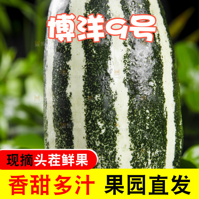 黑底上放着博洋9号甜瓜