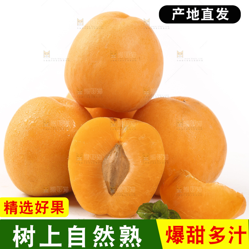 白底上放着山东大黄杏