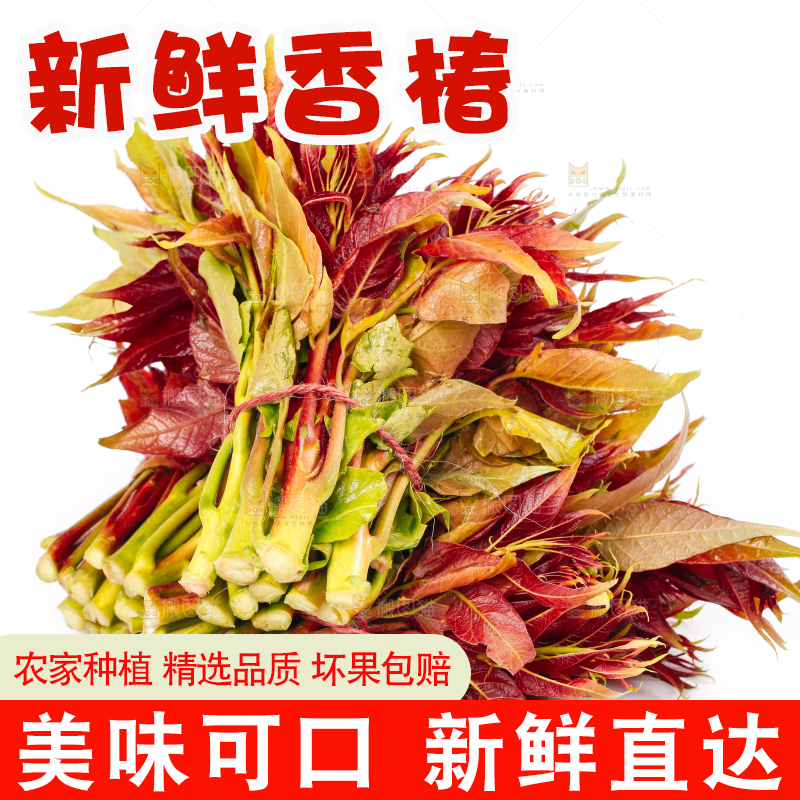 白底上摆放着香椿芽