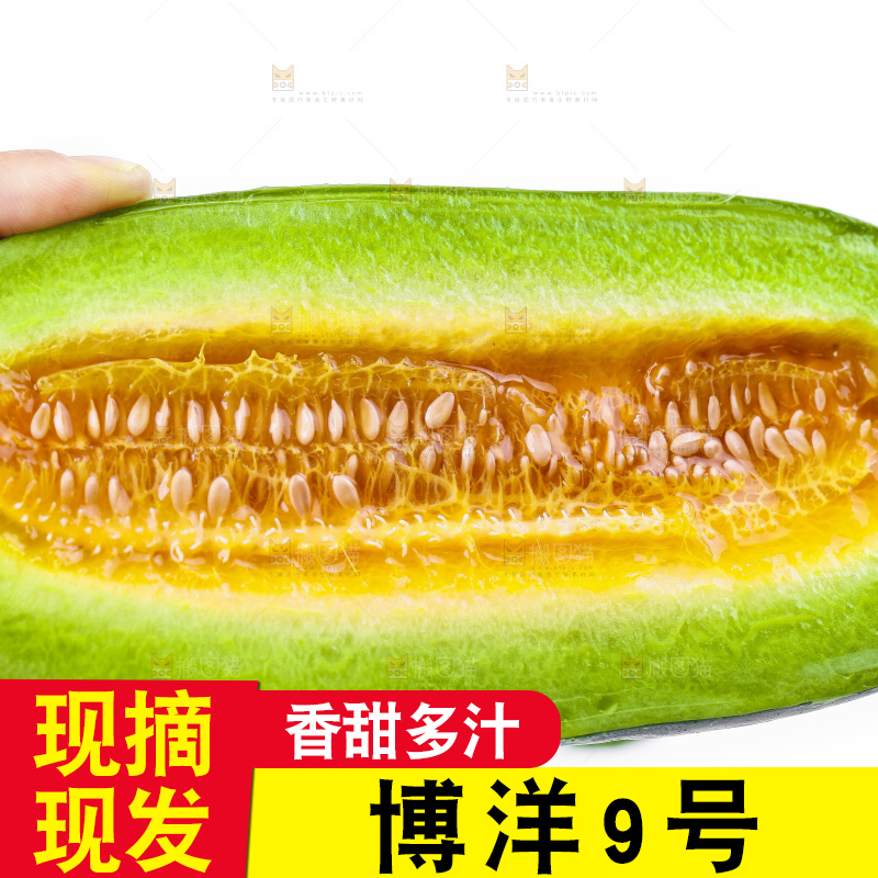 手里拿着博洋9号甜瓜