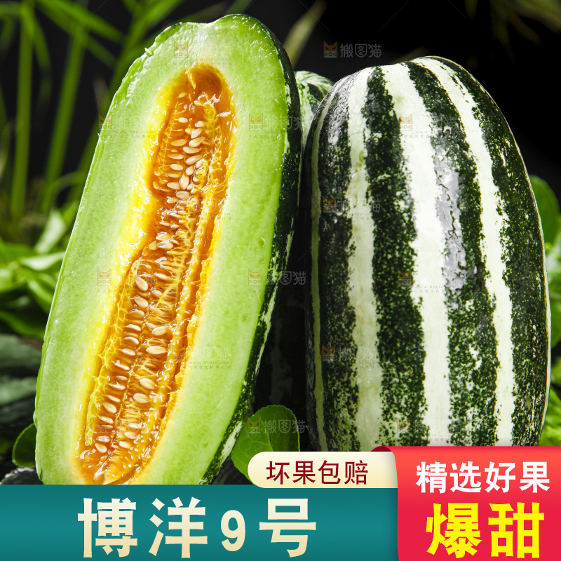 黑底上放着博洋9号甜瓜