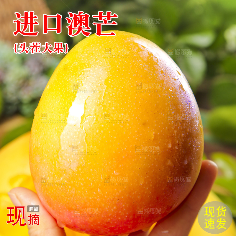 手里拿着新鲜澳芒