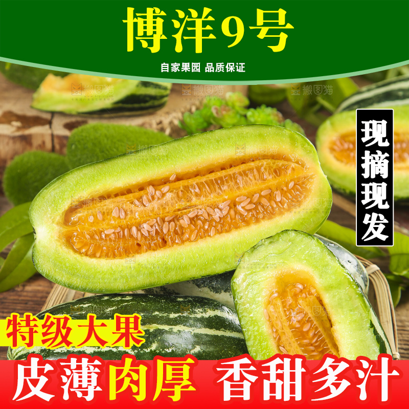 篮子里装着博洋9号甜瓜