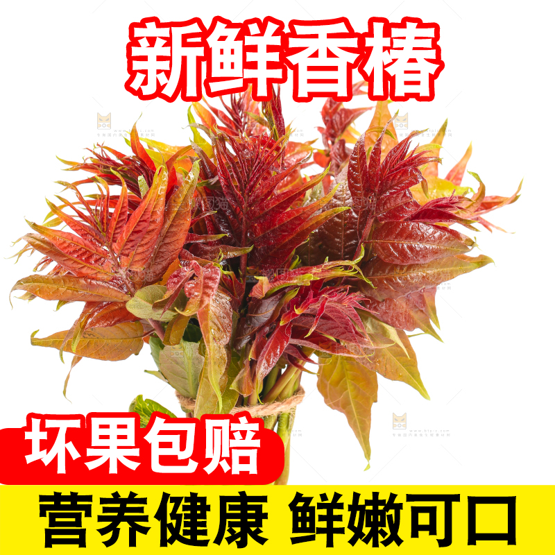 白底上摆放着香椿芽