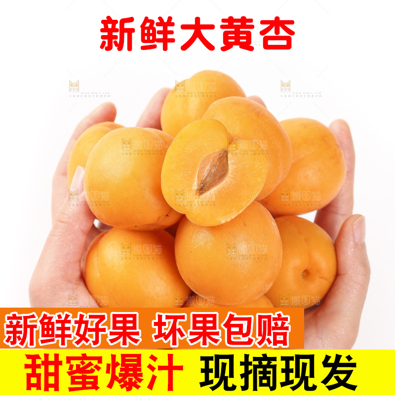 手里捧着一把金太阳大黄杏