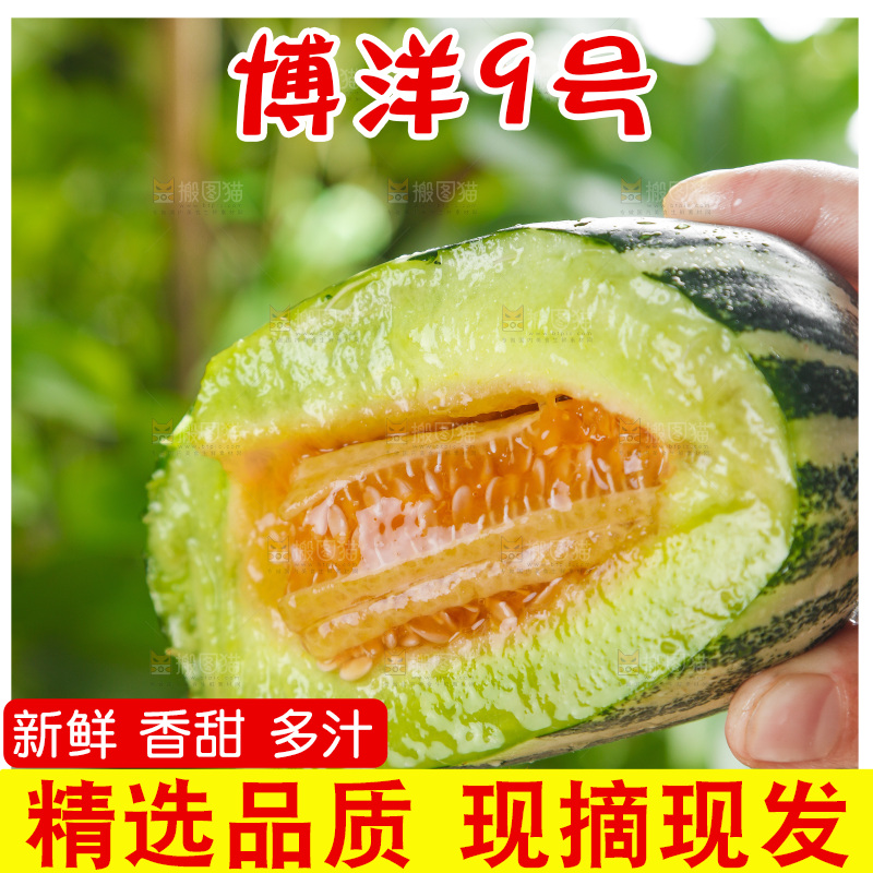 手里拿着博洋甜瓜