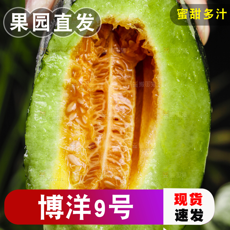 手里拿着博洋9号
