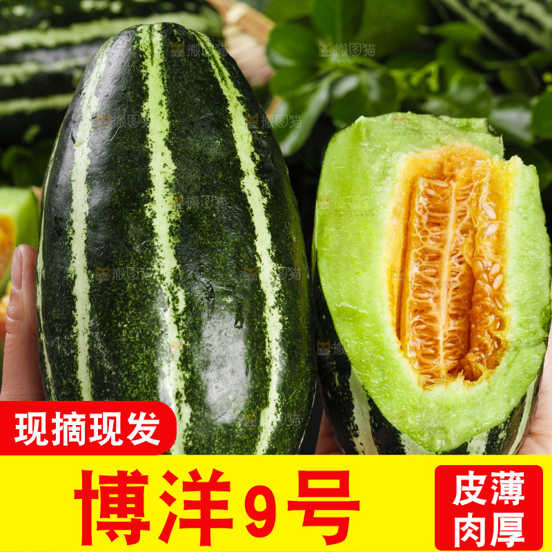 手里拿着博洋9号