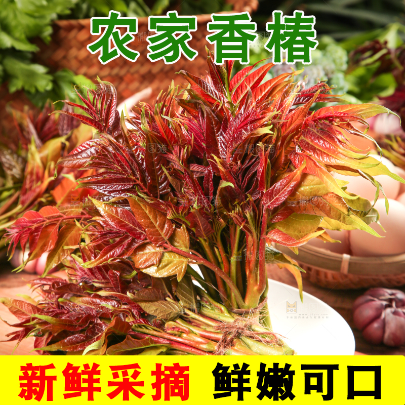 盘子里装着新鲜香椿苗