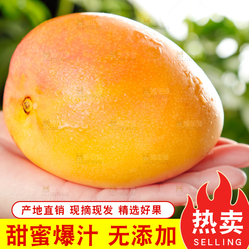 手里拿着黄金澳芒