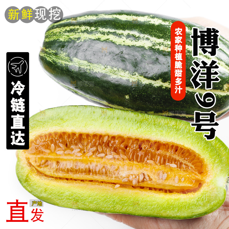 手里拿着新鲜博洋9号甜瓜