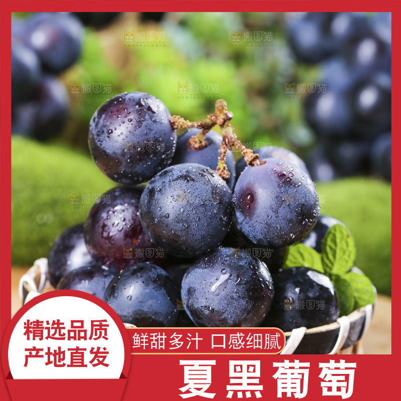 篮子里装着夏黑无籽葡萄