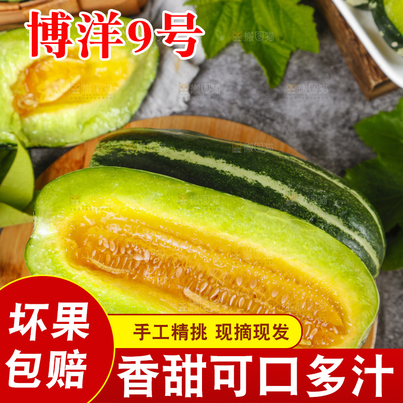 木底上摆放着山东博洋9号甜瓜