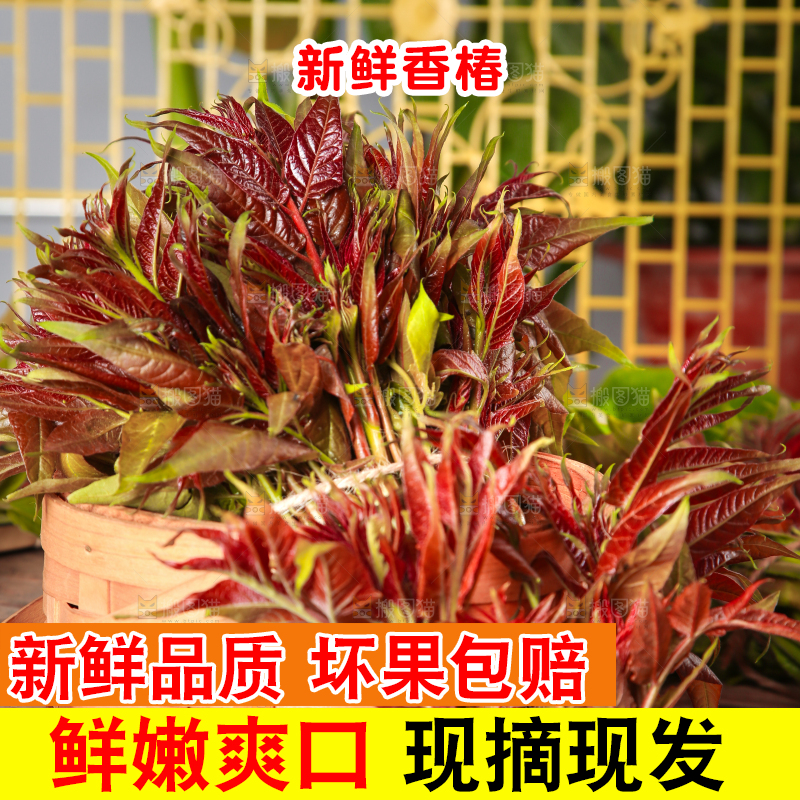篮子里装着香椿芽