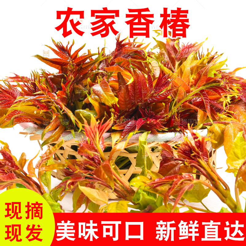 白底上摆放着新鲜香椿苗