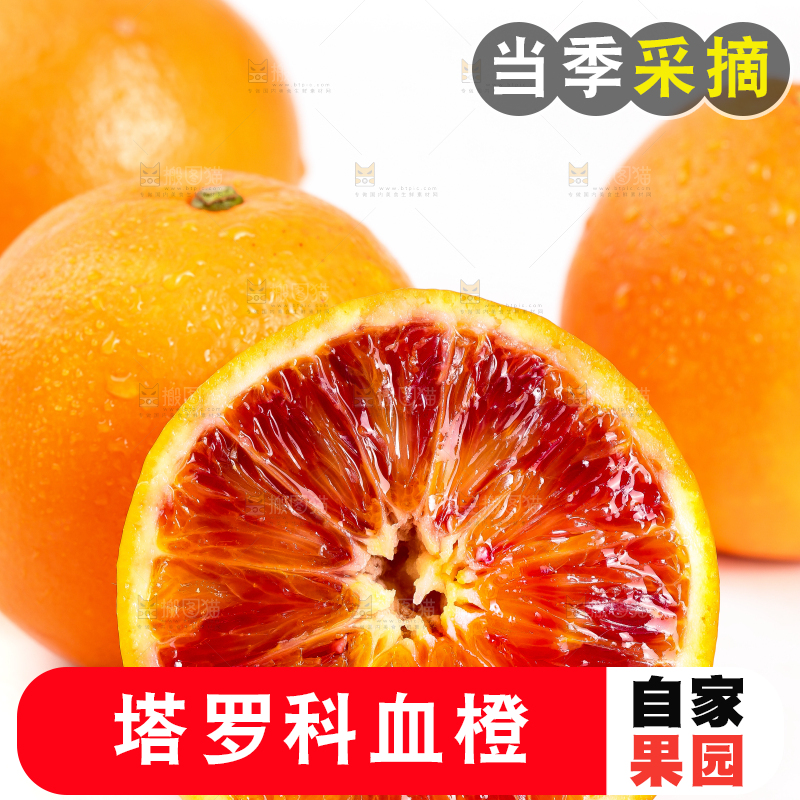 白底上的玫瑰血橙