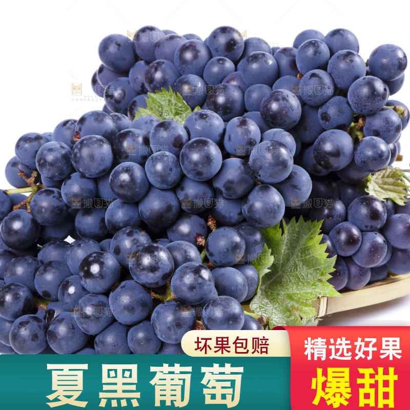 白底上摆放着云南夏黑葡萄