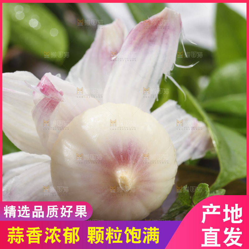 深底上摆放着云南独头蒜