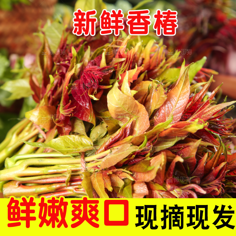 木底上摆放着新鲜香椿苗