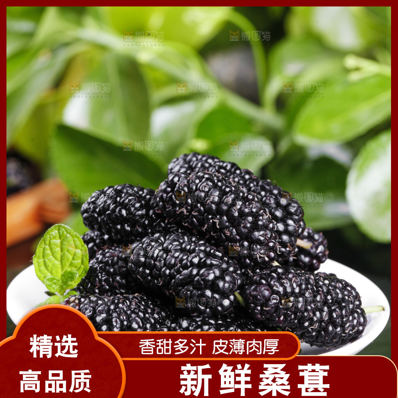 碟子里装着新鲜桑葚