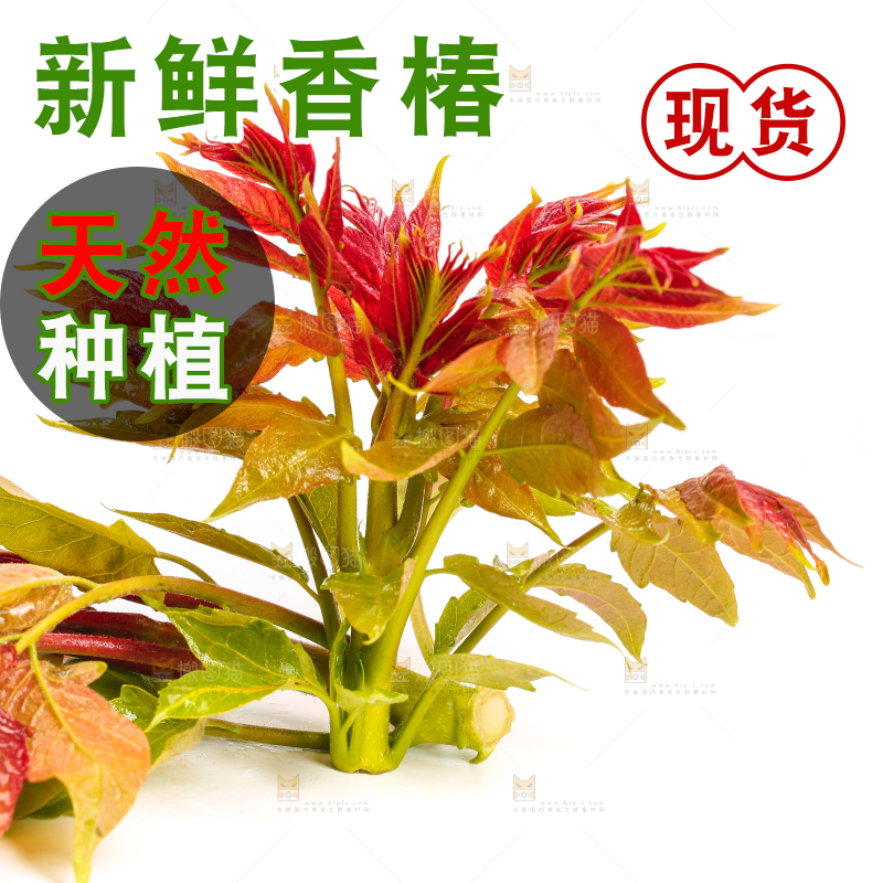 白底上摆放着香椿芽