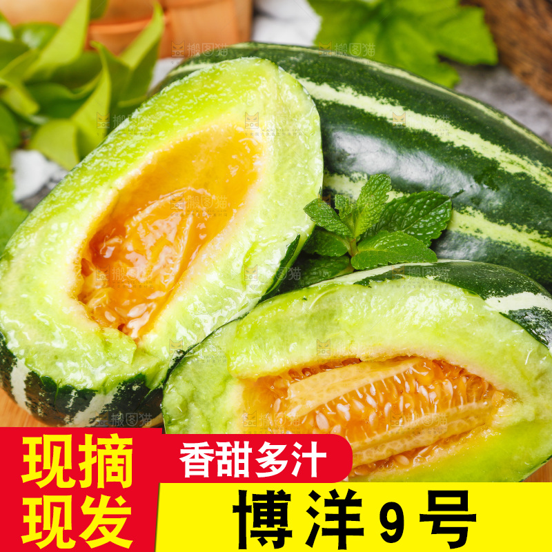 木底上摆放着山东博洋9号甜瓜