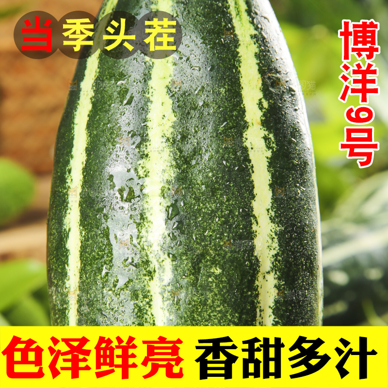 手里拿着酥蜜9号