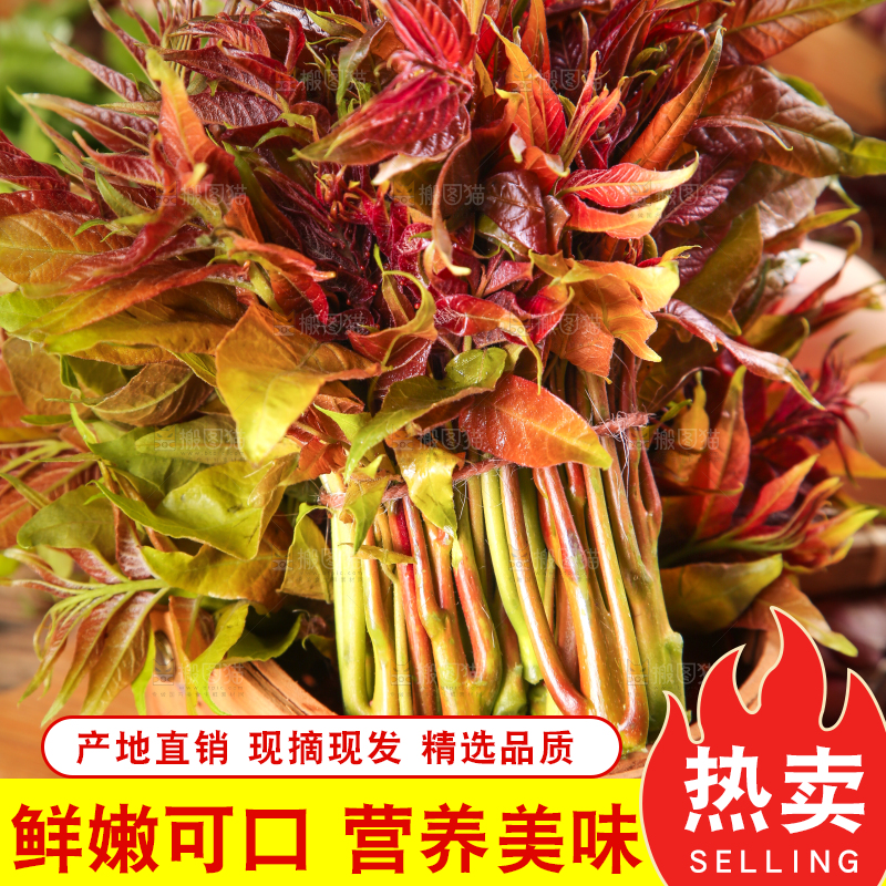 篮子里装着头茬红芽香椿