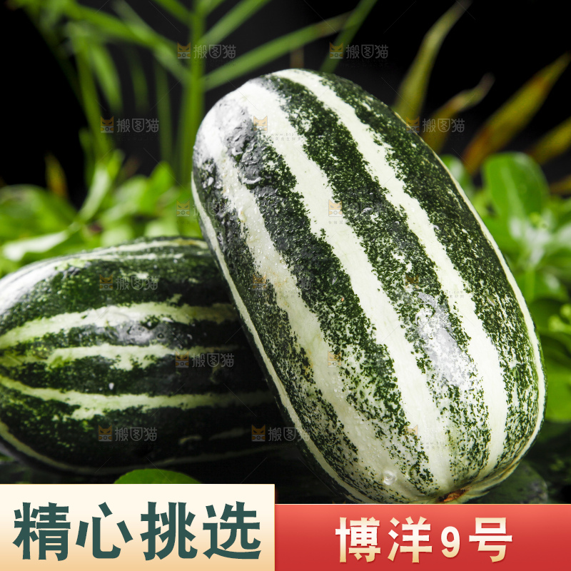 黑底上放着博洋9号甜瓜