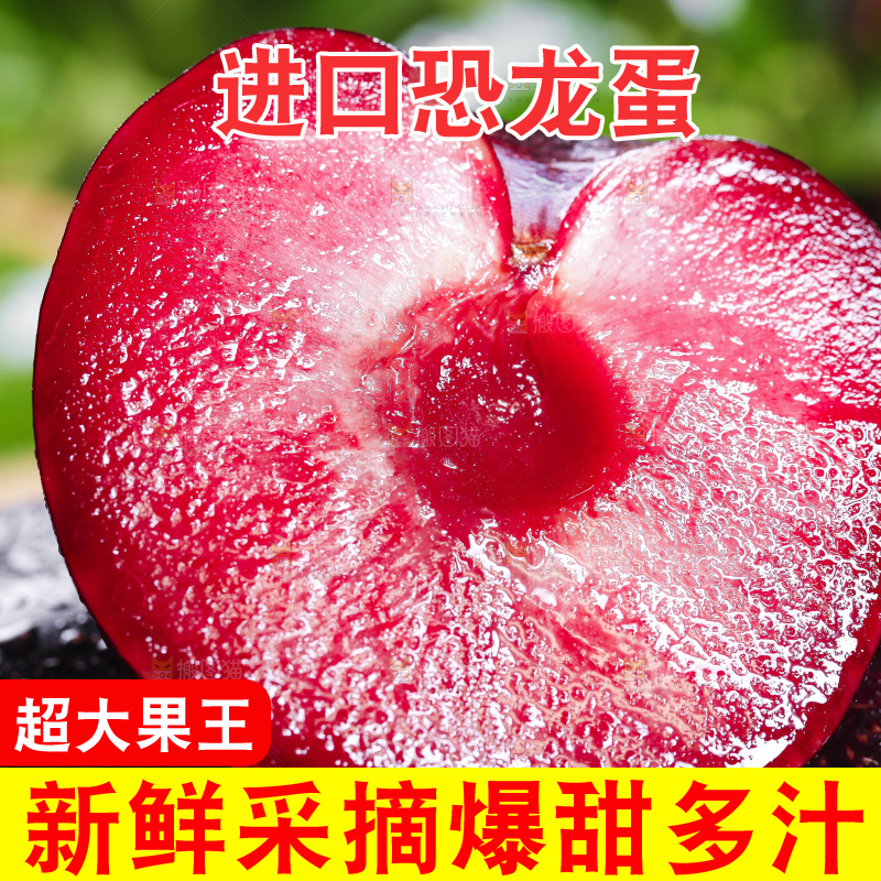 黑底上摆放着智利进口恐龙蛋