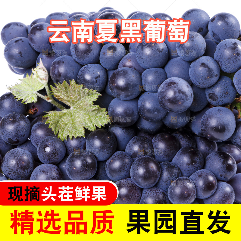 白底上摆放着巨峰葡萄