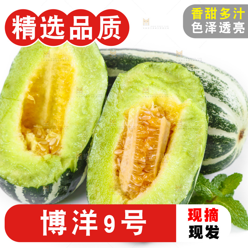 白底上放着山东博洋9号甜瓜