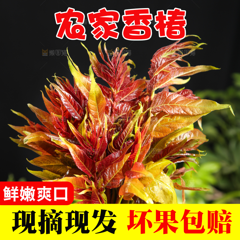 手里拿着香椿