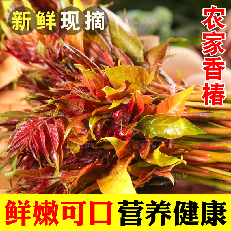 木板上放着香椿芽苗