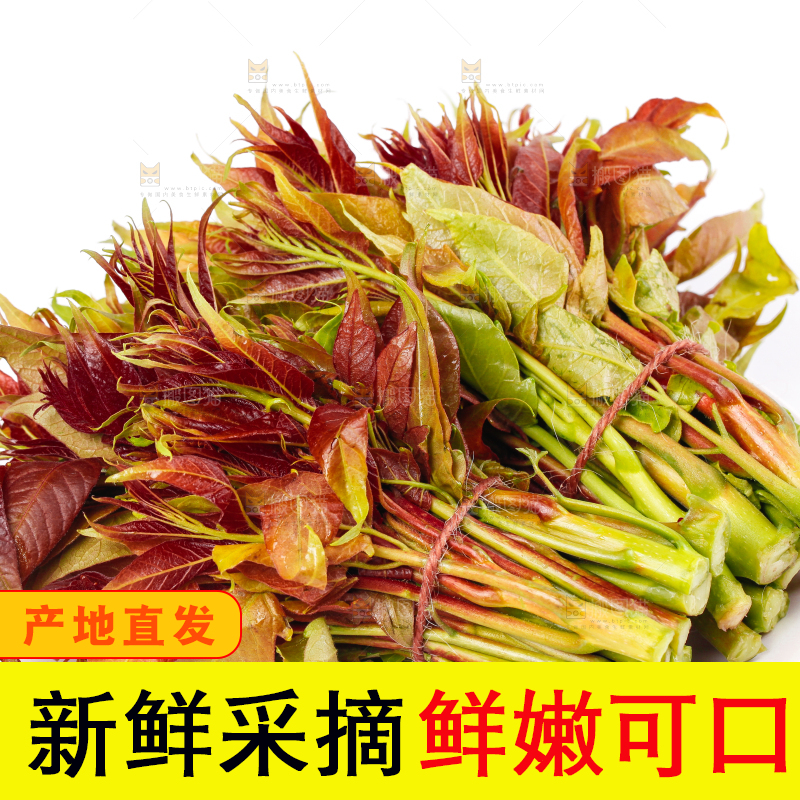 盘子里装着新鲜香椿苗