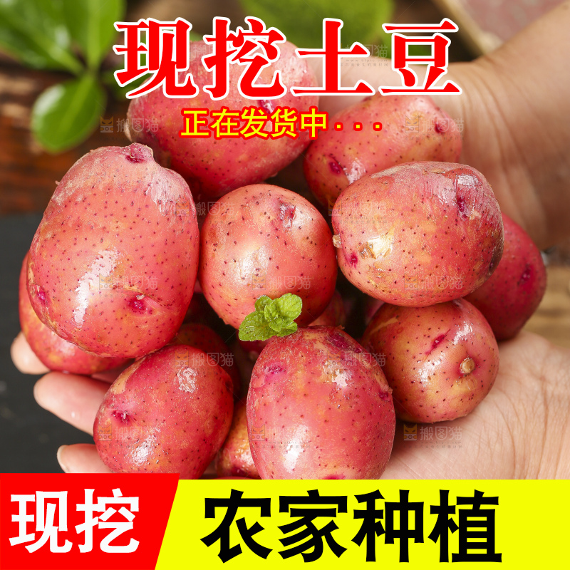 手里捧着红土豆