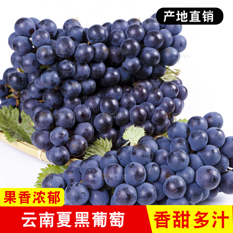 白底上摆放着云南夏黑葡萄