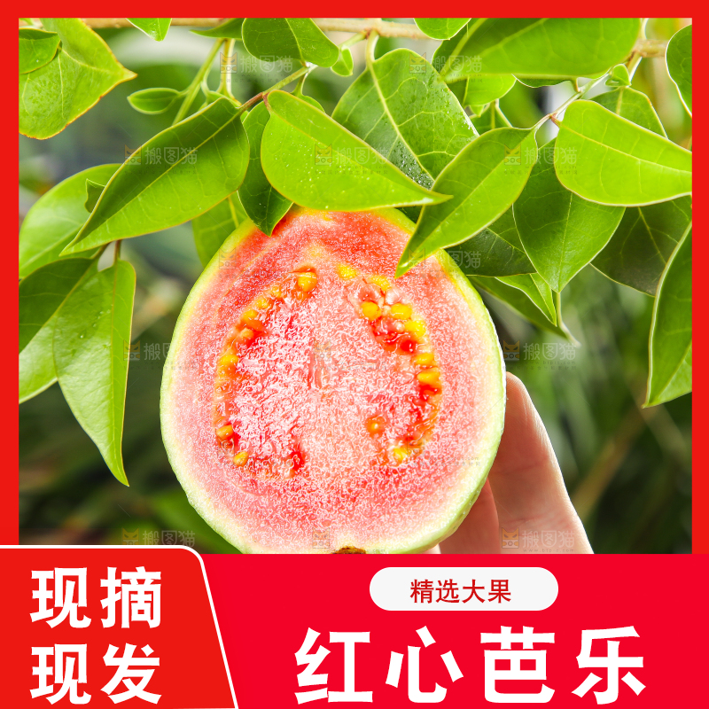 手里拿着红心番石榴